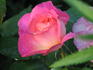Eyecatcher rose photo