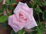 Classic Touch rose photo