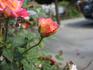 Pixie Dust rose photo