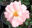 Charles Kuralt ™ rose photo