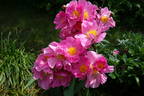 Dawn Pink peony photo