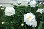 Cheddar Surprise peony photo