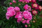 Mammoth Rose peony photo