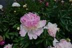 Raspberry Sundae peony photo