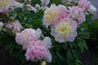 Raspberry Sundae peony photo