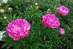 Princess Margaret peony photo