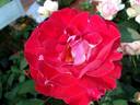 Aline Mayrisch Rose rose photo