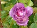 Blue Moments rose photo