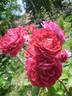 Guy Darmet rose photo