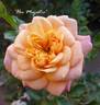 Her Majesty ™ rose photo