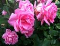 Aunt Honey rose photo