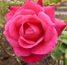 Hot Lady rose photo