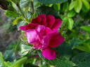 Berger's Erfolg rose photo