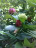 Golden Wheel peony photo
