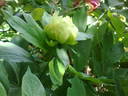 Golden Wheel peony photo