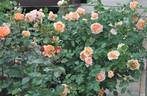 Anna Fendi ® rose photo