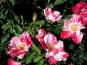 Hugues Aufray ® rose photo