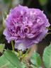 Blue Moments rose photo