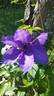 Elsa Späth clematis photo