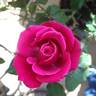 Petite Princess rose photo
