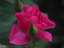 12 Tess Of The D'Urbervilles OP rose photo