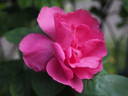 12 Tess Of The D'Urbervilles OP rose photo