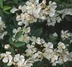 Donna's Rambler rose photo