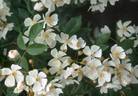Donna's Rambler rose photo