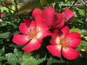 Annie Laurie ™ rose photo