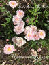 Baby Betsy McCall rose photo