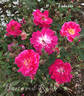 Fabvier rose photo