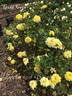 Gold Coin rose photo