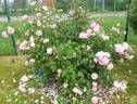 Erlkönig rose photo