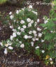 Mary Washington rose photo