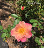 Pink Pillar rose photo