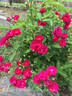 Verdun rose photo