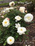 White Quill rose photo