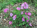 Pax Apollo rose photo