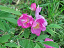 Pax Apollo rose photo