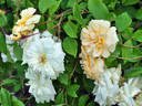Jenny Wren rose photo