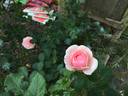 Diadem rose photo