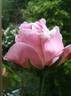 Mrs. Robert Garrett rose photo