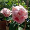 Mrs. Robert Garrett rose photo