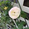 Golden Angel X “R. Soulieana - Ralph Moore’s Putative version” rose photo