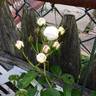Golden Angel X “R. Soulieana - Ralph Moore’s Putative version” rose photo