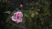 Nancy Lee rose photo
