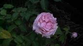 Nancy Lee rose photo