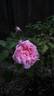 Nancy Lee rose photo