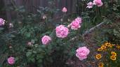 Madame Scipion Cochet rose photo