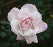 Cool as Ice rose photo
